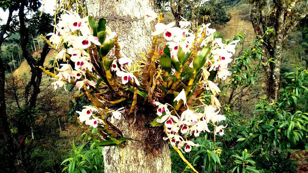 Pousada Amor Perfeito Visconde de Mauá Exteriér fotografie